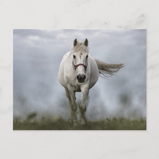 Postal Caballo blanco corriendo (Anverso)