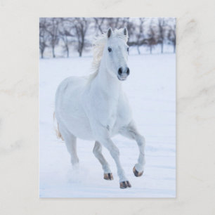 Postal Caballo blanco corriendo en la nieve