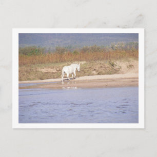 Postal caballo blanco cruzando el río
