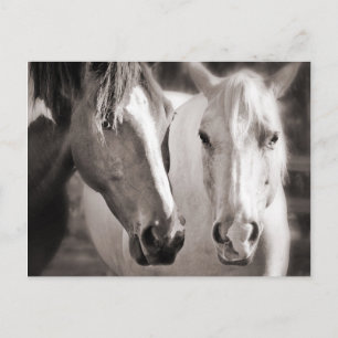 Postal Caballo blanco de la sepia de los caballos de
