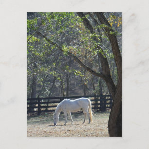 Postal Caballo blanco en árboles