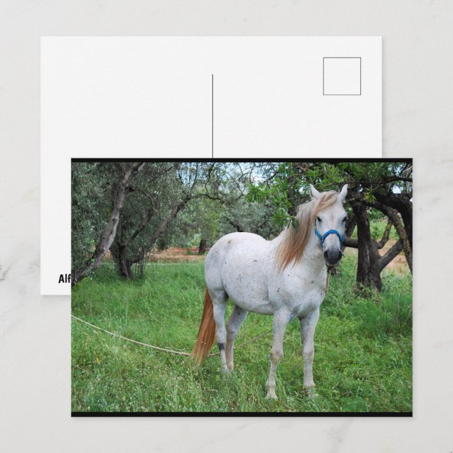 Postal Caballo Blanco en Campo de Hierba (Anverso / Reverso)