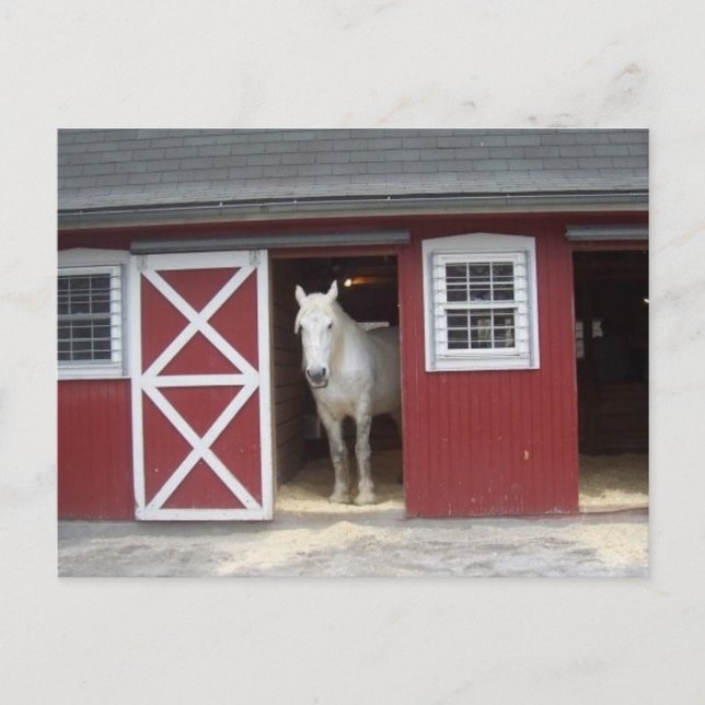 Postal Caballo Blanco En El Barrio Rojo (Anverso)