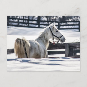 Postal Caballo Blanco En Nieve