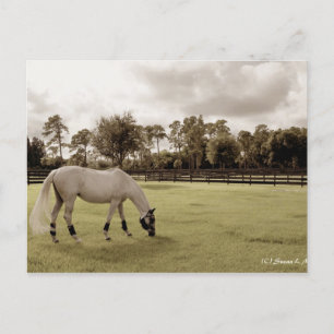 Postal caballo blanco en pasto pastoreo estilo antiguo