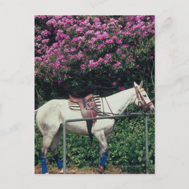Postal Caballo blanco en un jardín (Anverso)