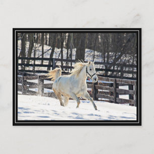 Postal Caballo blanco galopante