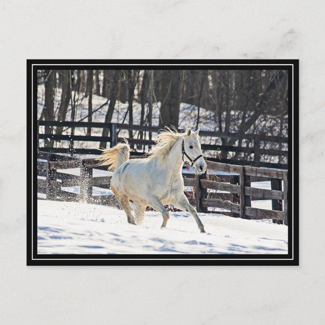 Postal Caballo blanco galopante (Anverso)