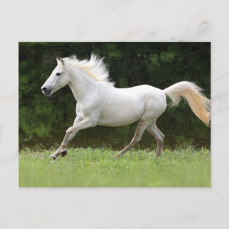 Postal Caballo blanco galopante