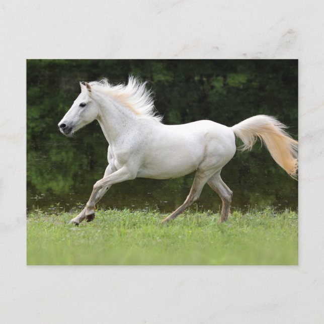 Postal Caballo blanco galopante (Anverso)