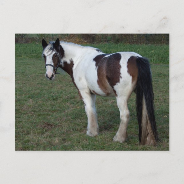 Postal Caballo blanco marrón (Anverso)