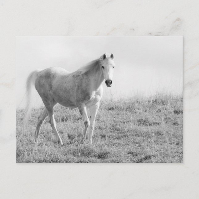 Postal Caballo blanco monocromo (Anverso)