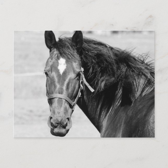 Postal Caballo blanco negro (Anverso)
