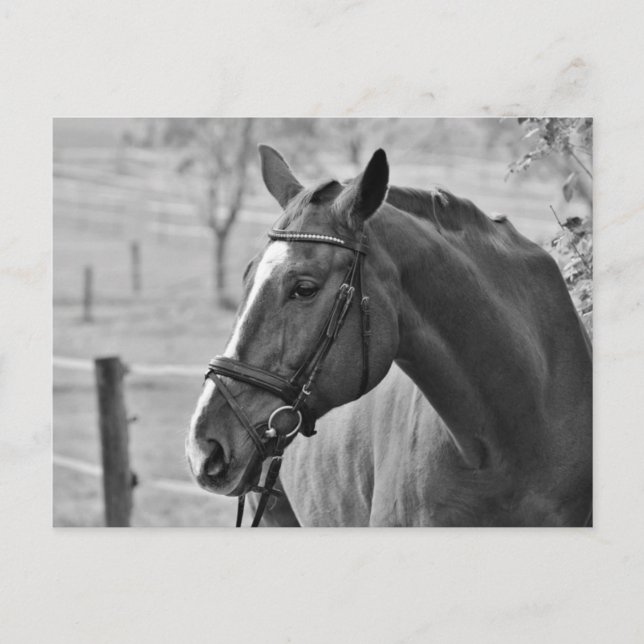 Postal Caballo blanco negro (Anverso)