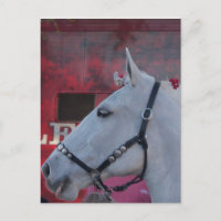 caballo blanco puro con brida negra y flores rojas
