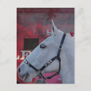 Postal caballo blanco puro con brida negra y flores rojas