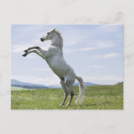 Postal caballo blanco saltando en pradera