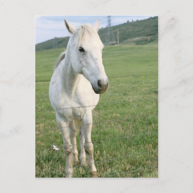 Postal Caballo blanco solitario (Anverso)
