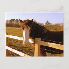 Postal Caballo blanco suave