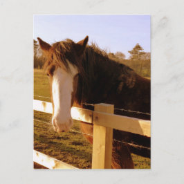 Postal Caballo blanco suave