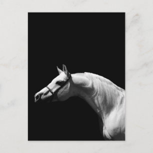 Postal Caballo blanco y negro