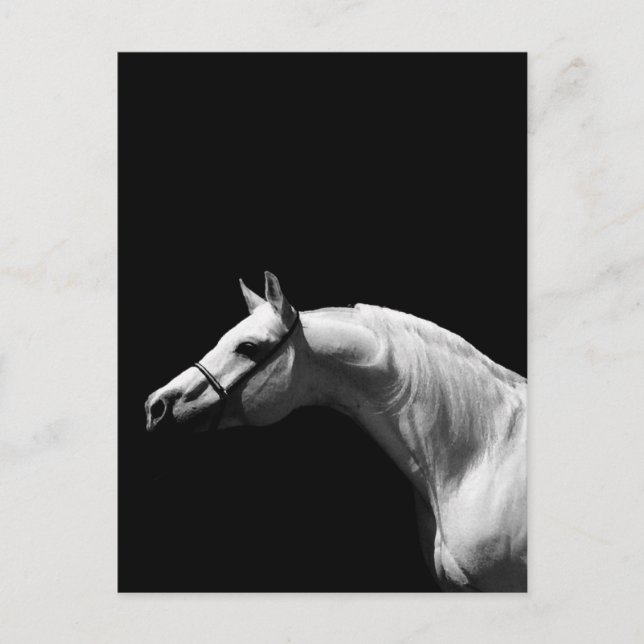 Postal Caballo blanco y negro (Anverso)