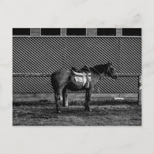 Postal Caballo blanco y negro