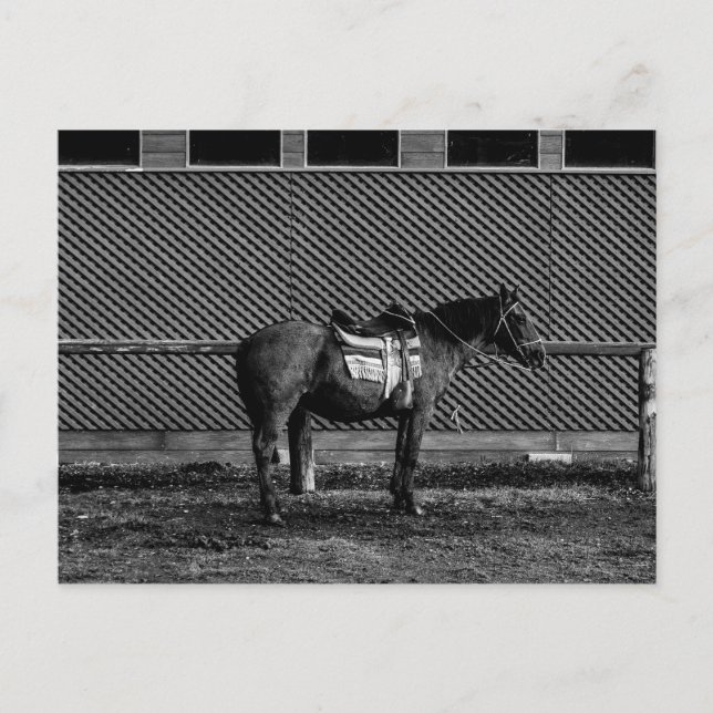 Postal Caballo blanco y negro (Anverso)