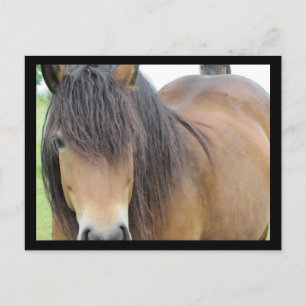 Postal Caballo bonito