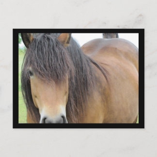 Postal Caballo bonito