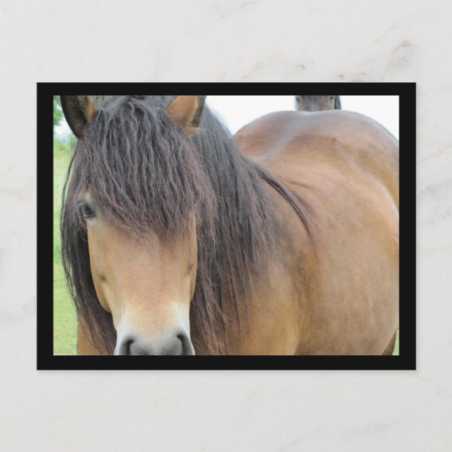 Postal Caballo bonito (Anverso)