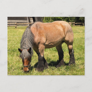 Postal Caballo Borrador