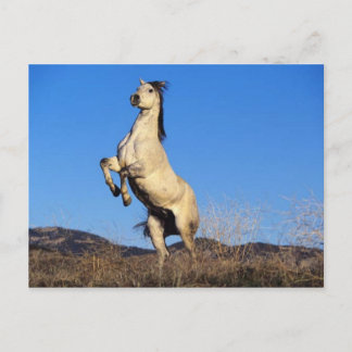 Postal Caballo Bucking
