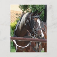 Caballo Buggy Bay Pinto Amish