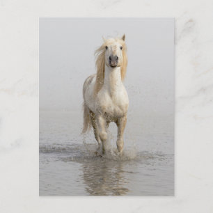 Postal Caballo Camargue corriendo en el agua