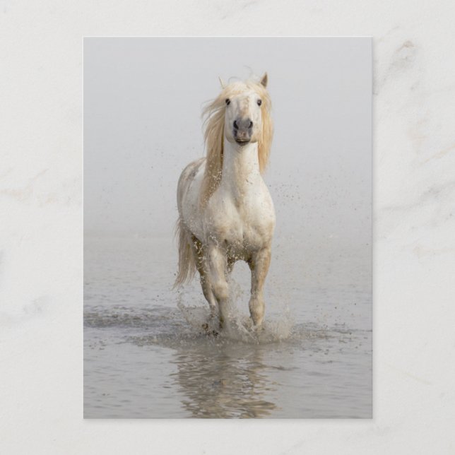 Postal Caballo Camargue corriendo en el agua (Anverso)