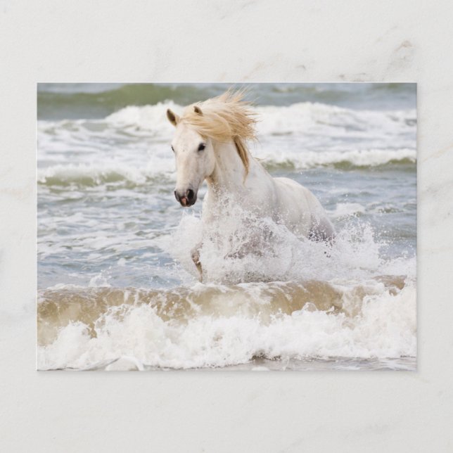 Postal Caballo Camargue en el oleaje (Anverso)
