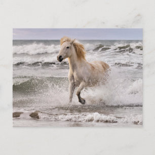 Postal Caballo Camargue saliendo del oleaje