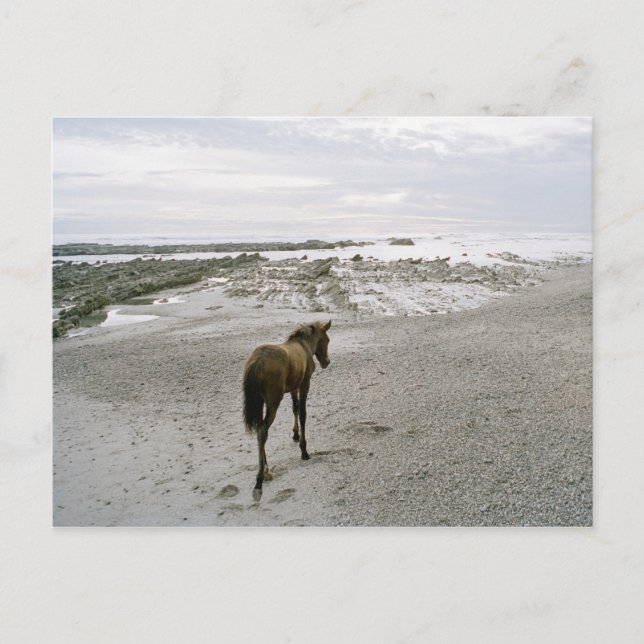 Postal Caballo caminando por la playa (Anverso)