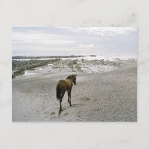Postal Caballo caminando por la playa