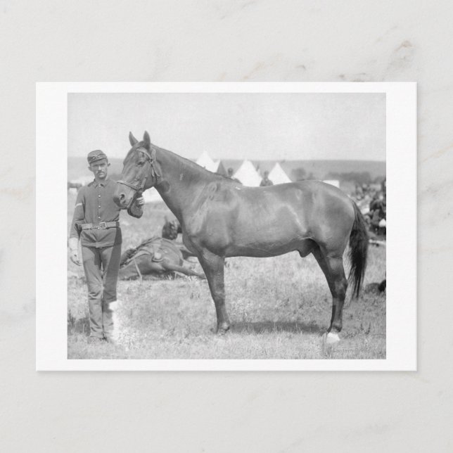 Postal Caballo "Comanche" el único sobreviviente del Cust (Anverso)