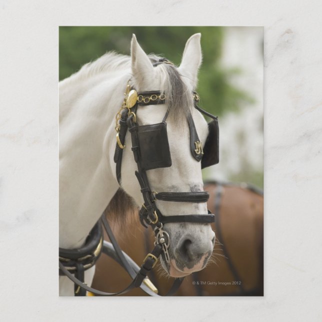 Postal Caballo con anteojeras (Anverso)