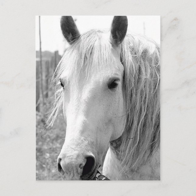 Postal Caballo con hierba (Anverso)