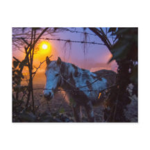 Caballo con niebla irlandesa al atardecer