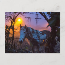 Postal Caballo con niebla irlandesa al atardecer