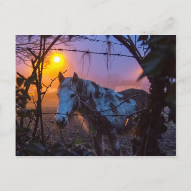 Postal Caballo con niebla irlandesa al atardecer (Anverso)
