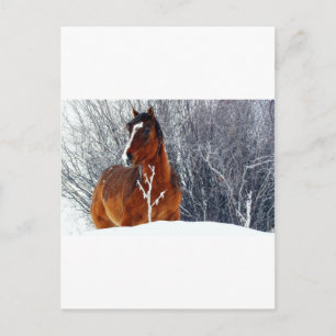 Postal Caballo con nieve