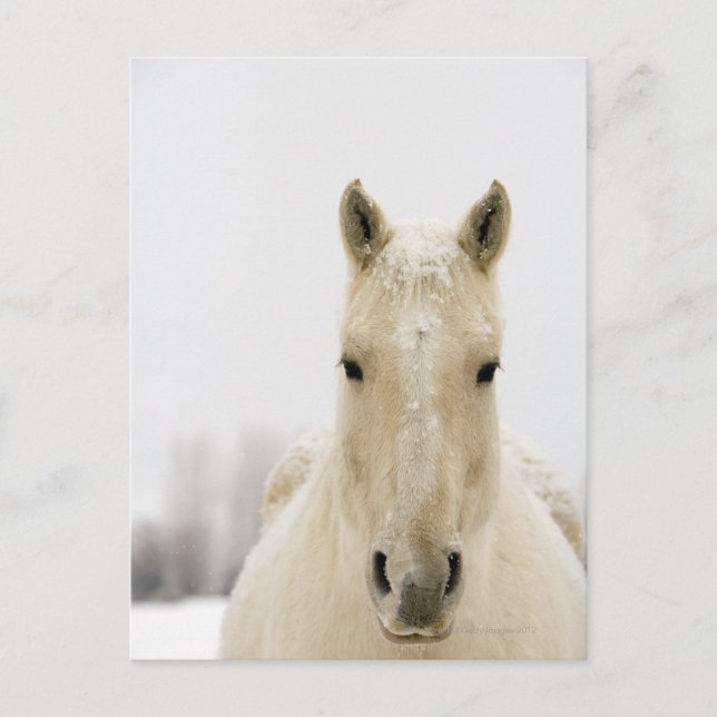 Postal Caballo con nieve en la cabeza (Anverso)