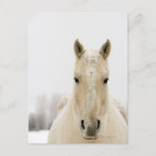 Postal Caballo con nieve en la cabeza