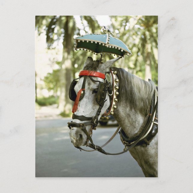 Postal Caballo con sombrilla, Madrid, España (Anverso)